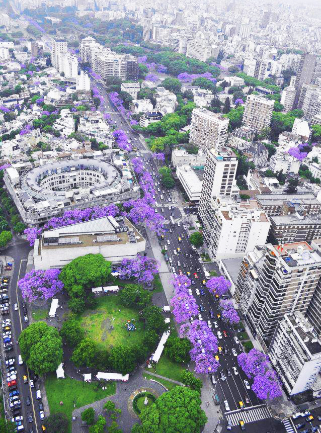 buenos aires  y sus jacarandás